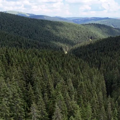 Tăierile, la minim istoric în România: fondul forestier a crescut cu 58.000 ha într-un deceniu
